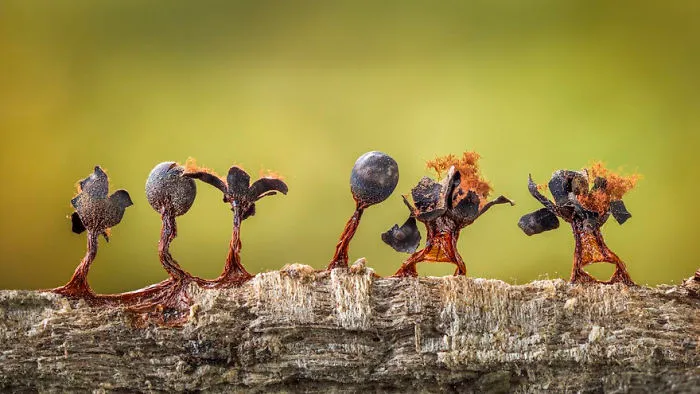 2nd place winner | Plants & Fungi