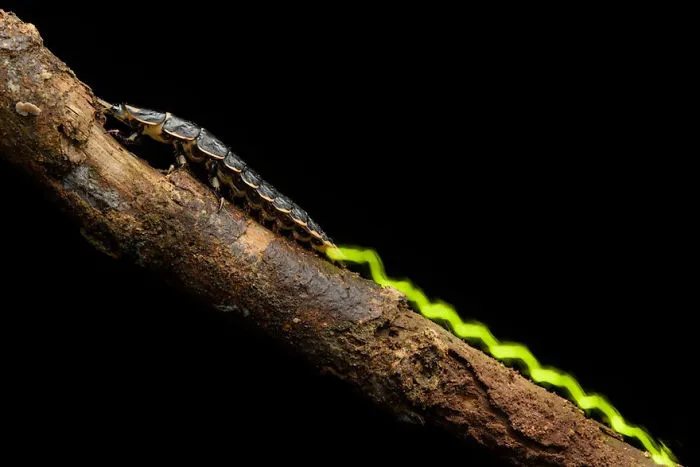 3rd Place Winner | Insects