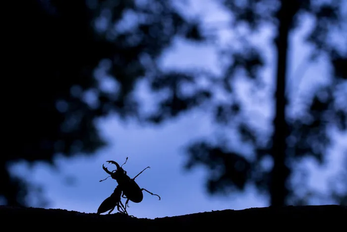 Finalist | Insects