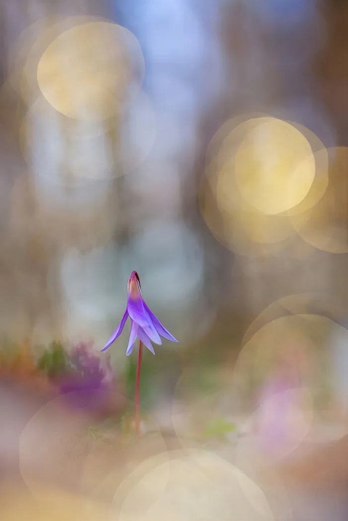 3rd Place Winner | Plants & Fungi