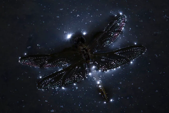 Finalist | Insects