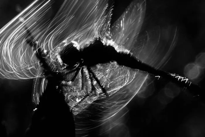 Finalist | Insects