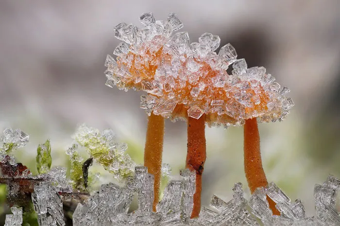 Finalist | Plants & Fungi