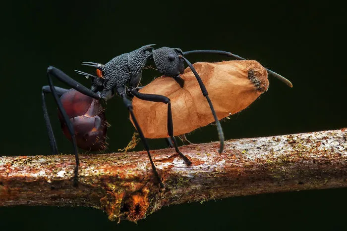 Finalist | Insects