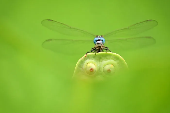 Finalist | Insects