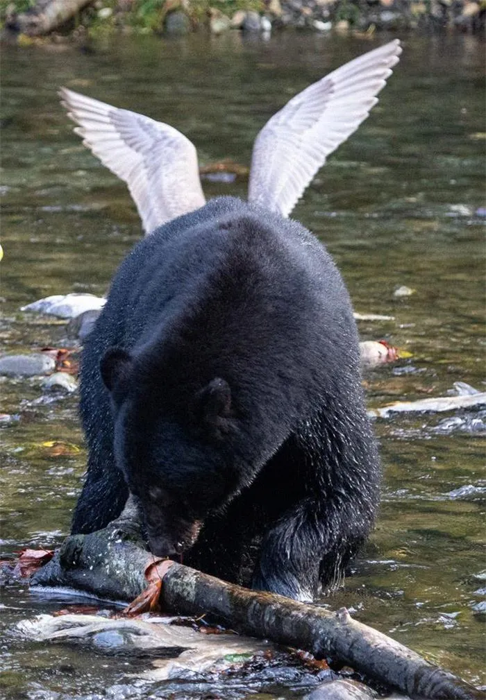 Beagull
