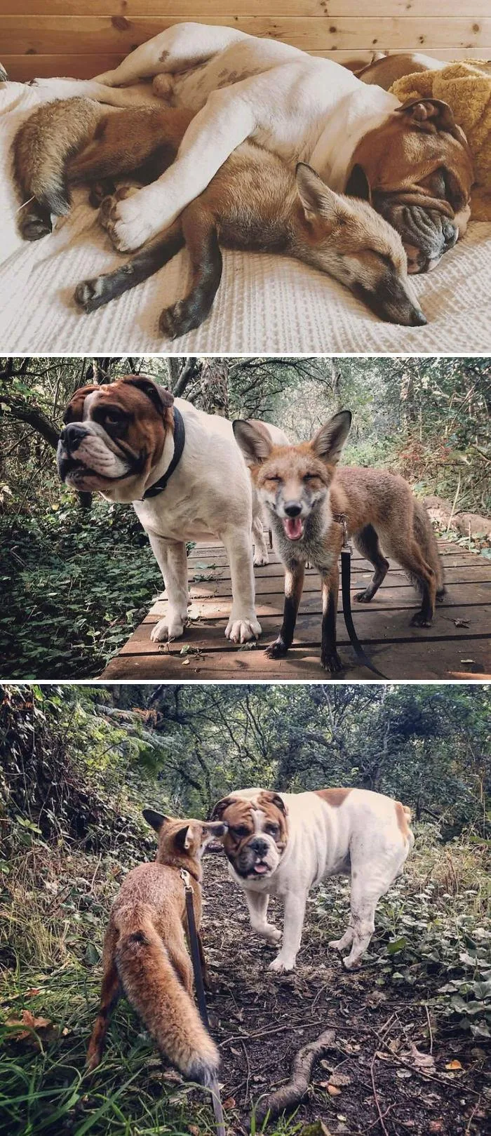 Rescue Fox And A Bulldog Become Inseparable And Form A Real-Life “The Fox And The Hound” Friendship
