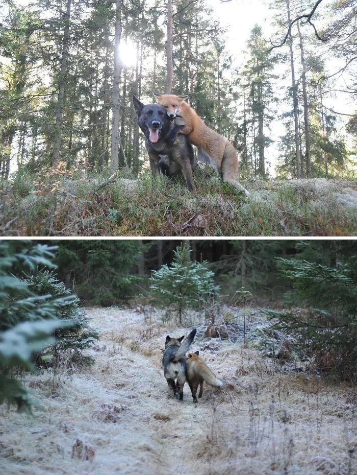 Tinni The Dog And Sniffer The Wild Fox