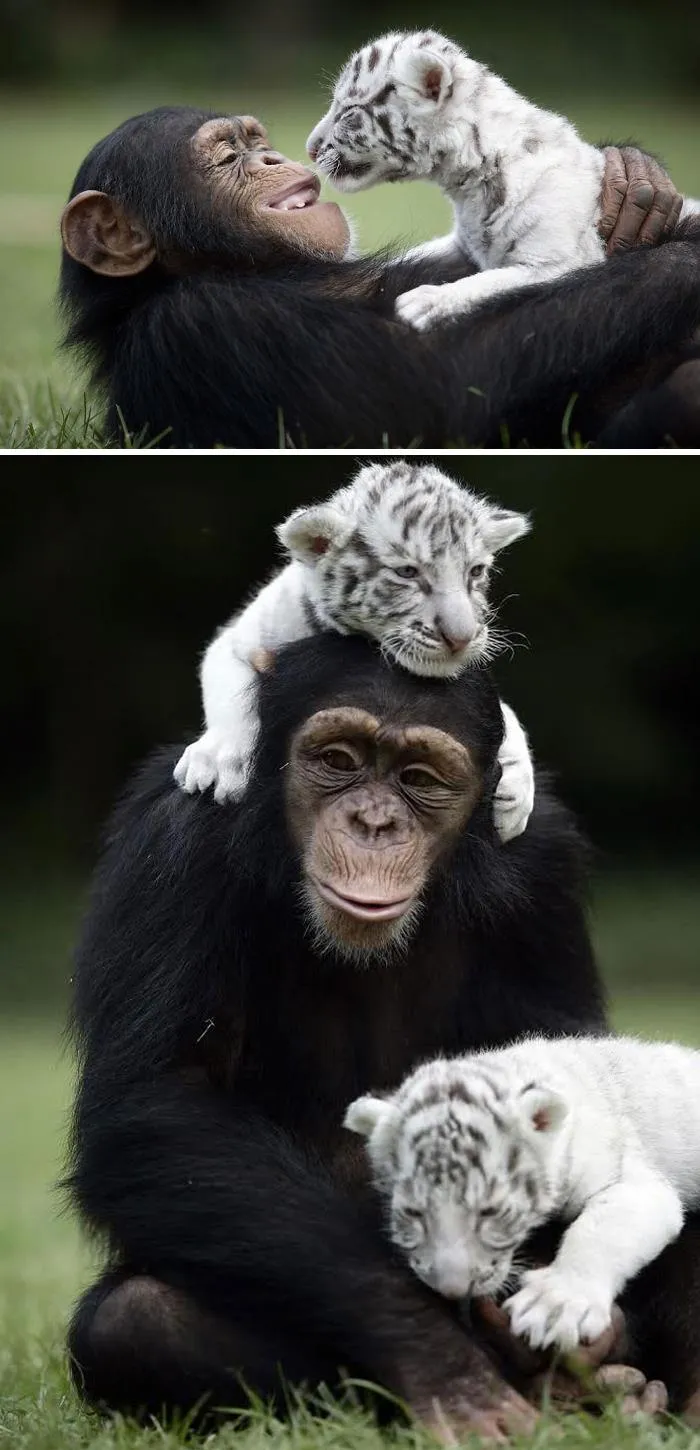 Anjana The Chimpanzee And Tiger Cubs