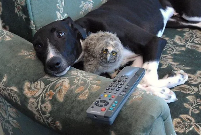 Torque The Dog And Shrek The Owl