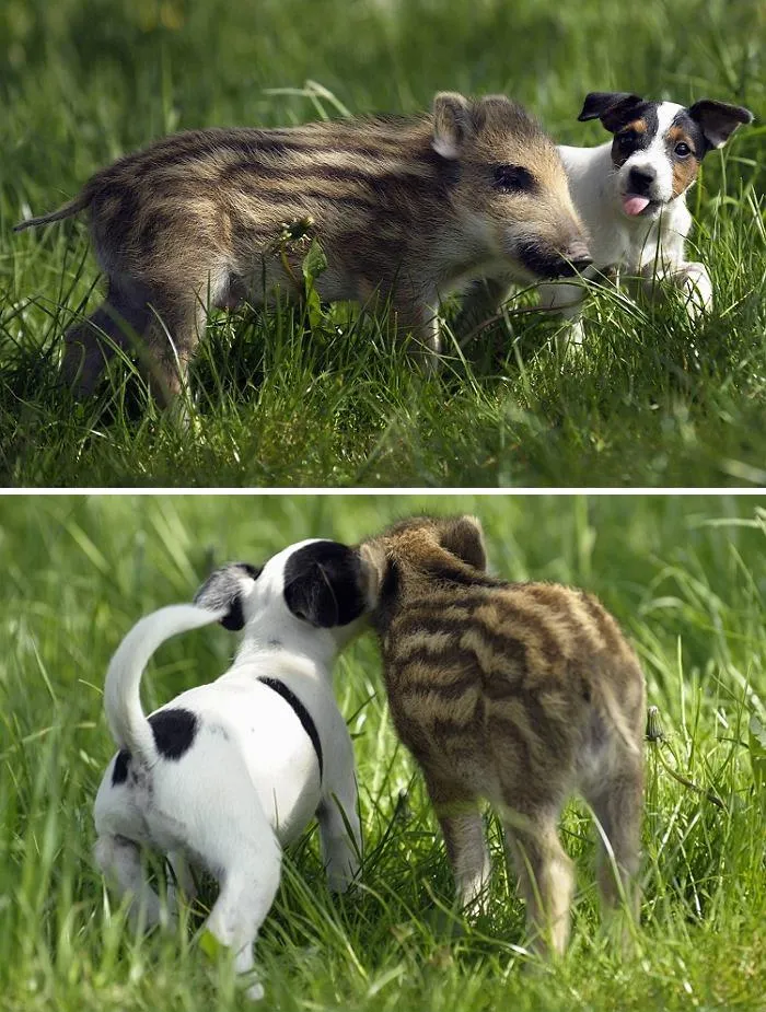 Mani The Wild Boar Piglet And Candy The Dog