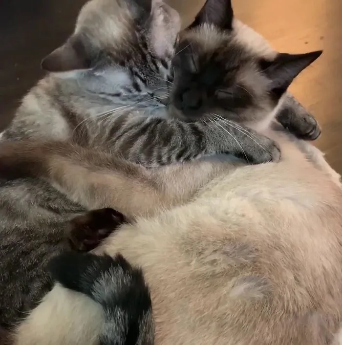 We Adopted A New Cat Not Knowing They’d Become Inseparable