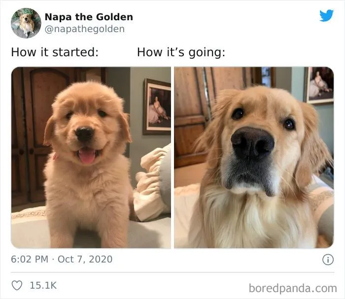 45 Of The Best Reactions Pet Owners Had To The 'How It Started Vs. How It Ended' Meme Challenge
