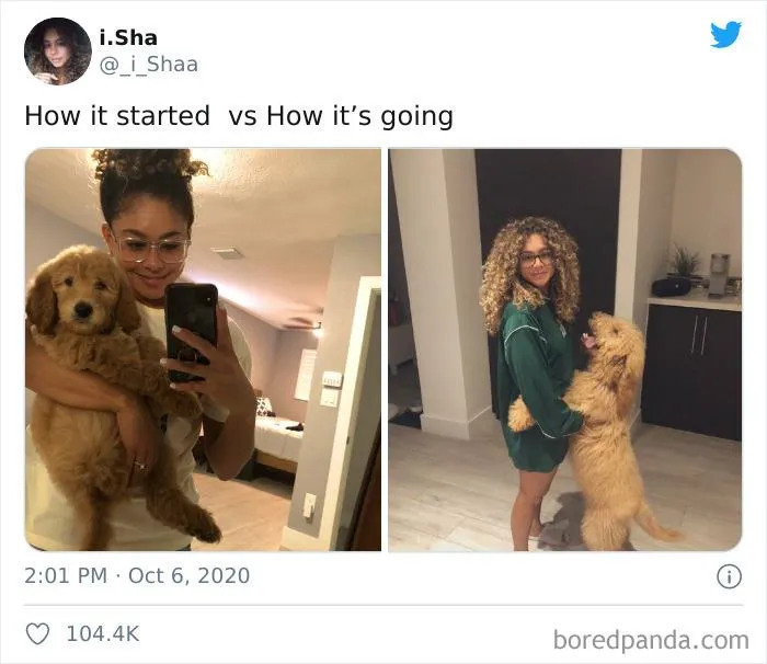 45 Of The Best Reactions Pet Owners Had To The 'How It Started Vs. How It Ended' Meme Challenge