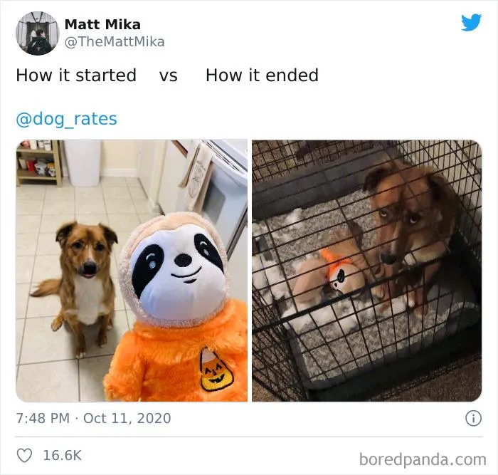 45 Of The Best Reactions Pet Owners Had To The 'How It Started Vs. How It Ended' Meme Challenge