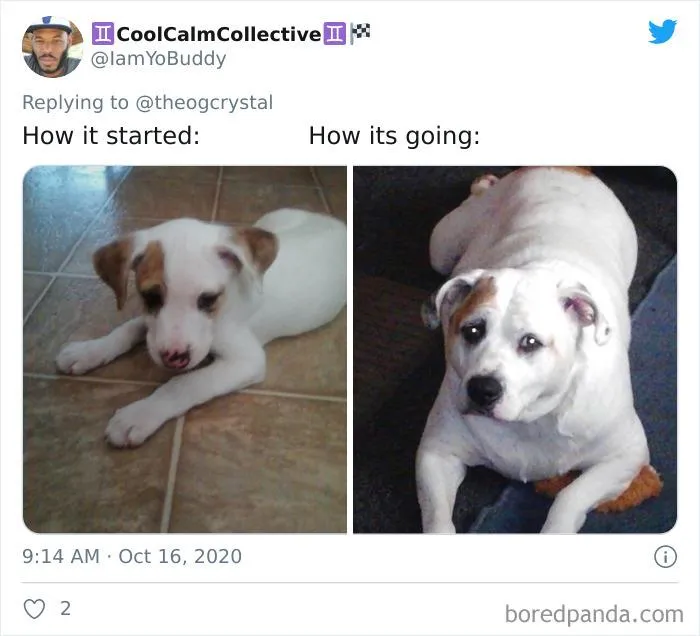 45 Of The Best Reactions Pet Owners Had To The 'How It Started Vs. How It Ended' Meme Challenge