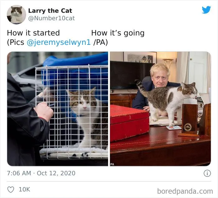 45 Of The Best Reactions Pet Owners Had To The 'How It Started Vs. How It Ended' Meme Challenge