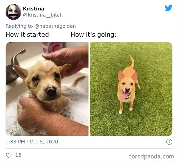 45 Of The Best Reactions Pet Owners Had To The 'How It Started Vs. How It Ended' Meme Challenge
