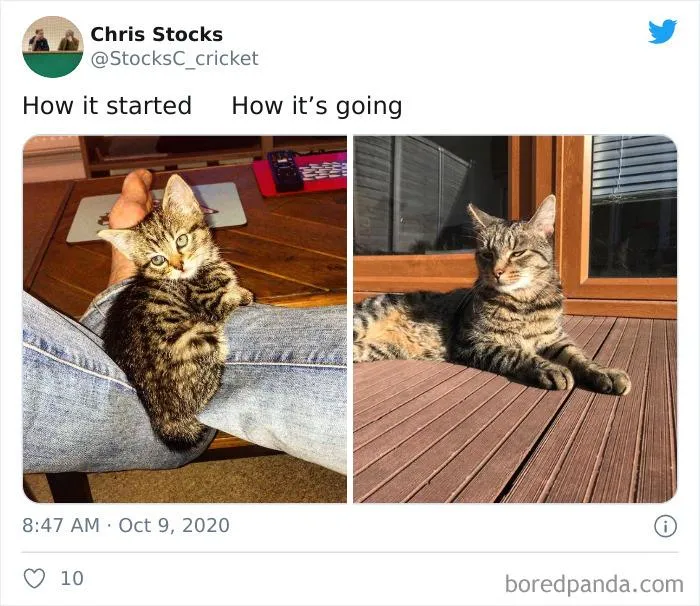 45 Of The Best Reactions Pet Owners Had To The 'How It Started Vs. How It Ended' Meme Challenge