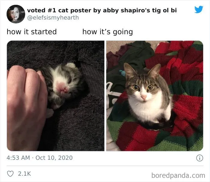 45 Of The Best Reactions Pet Owners Had To The 'How It Started Vs. How It Ended' Meme Challenge