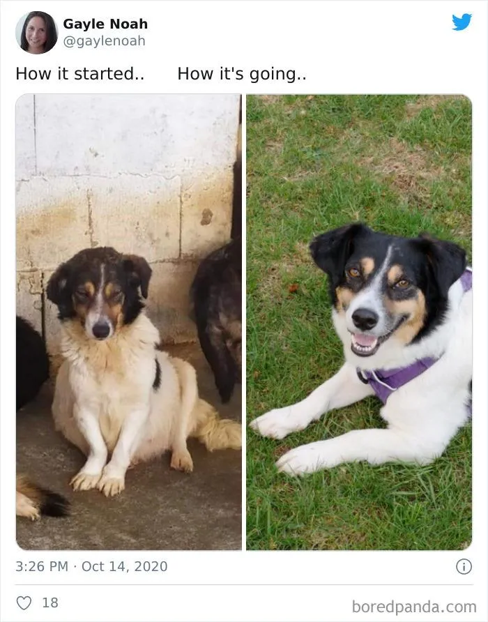 45 Of The Best Reactions Pet Owners Had To The 'How It Started Vs. How It Ended' Meme Challenge