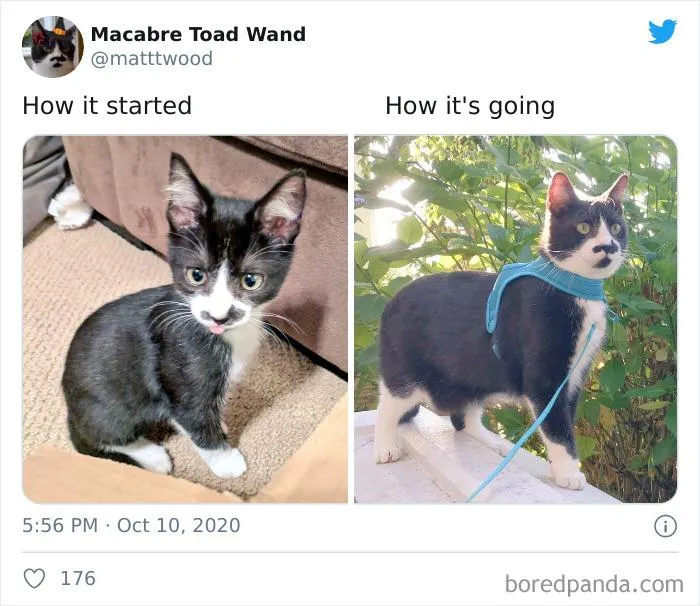 45 Of The Best Reactions Pet Owners Had To The 'How It Started Vs. How It Ended' Meme Challenge
