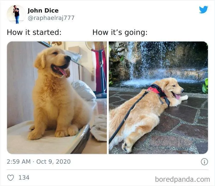 45 Of The Best Reactions Pet Owners Had To The 'How It Started Vs. How It Ended' Meme Challenge