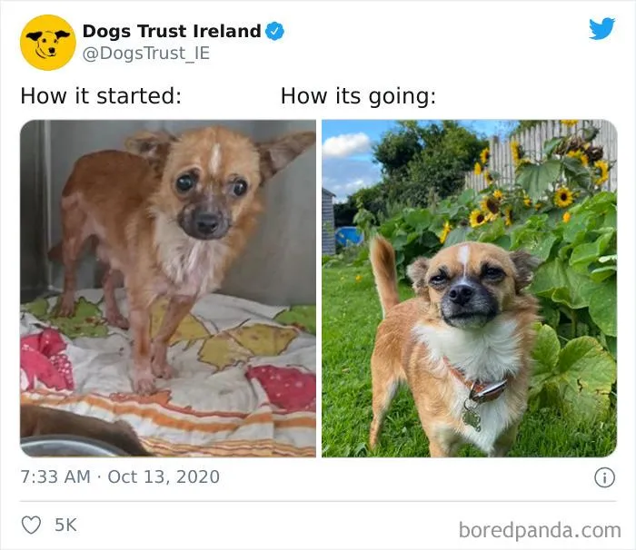 45 Of The Best Reactions Pet Owners Had To The 'How It Started Vs. How It Ended' Meme Challenge