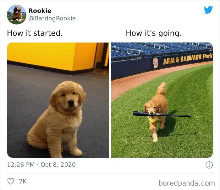 45 Of The Best Reactions Pet Owners Had To The 'How It Started Vs. How It Ended' Meme Challenge