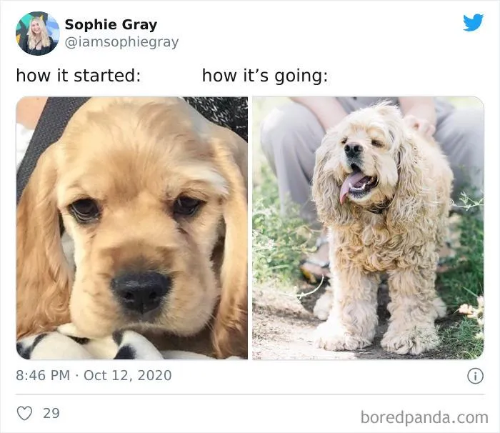 45 Of The Best Reactions Pet Owners Had To The 'How It Started Vs. How It Ended' Meme Challenge