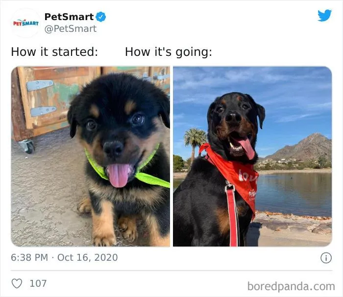 45 Of The Best Reactions Pet Owners Had To The 'How It Started Vs. How It Ended' Meme Challenge