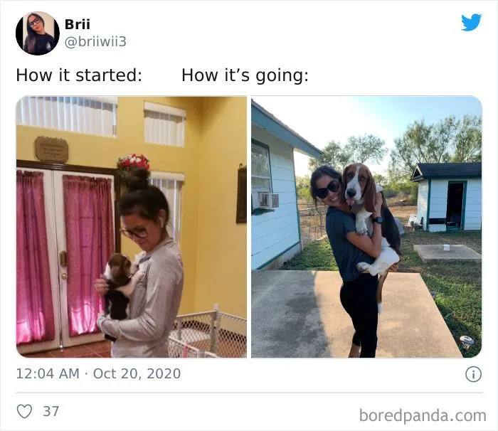 45 Of The Best Reactions Pet Owners Had To The 'How It Started Vs. How It Ended' Meme Challenge