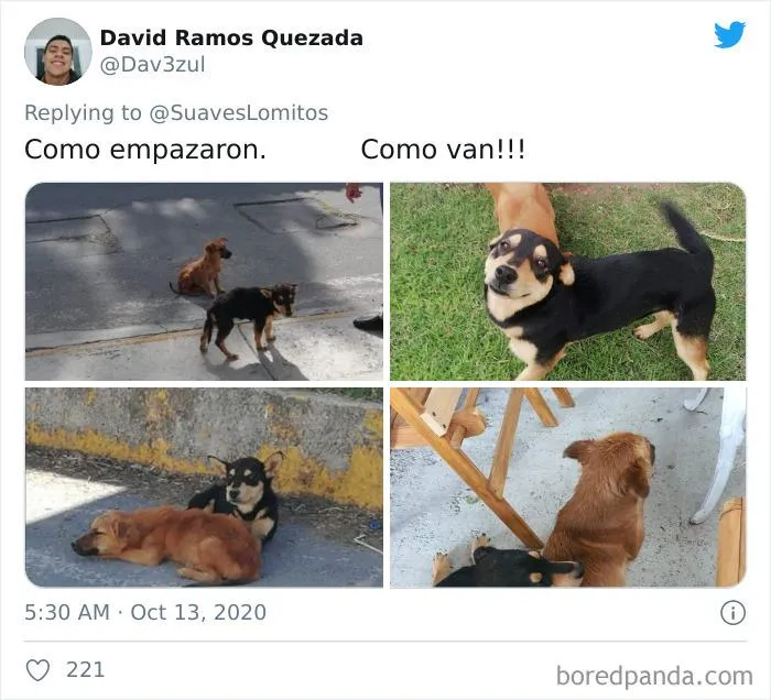 45 Of The Best Reactions Pet Owners Had To The 'How It Started Vs. How It Ended' Meme Challenge