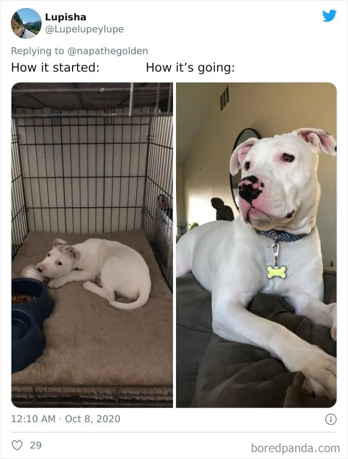 45 Of The Best Reactions Pet Owners Had To The 'How It Started Vs. How It Ended' Meme Challenge
