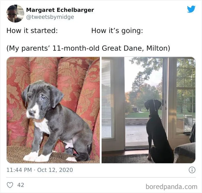 45 Of The Best Reactions Pet Owners Had To The 'How It Started Vs. How It Ended' Meme Challenge