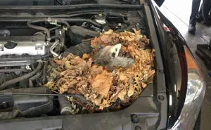 50 Times Car Mechanics Took Pics Of What They Were Dealing With So Others Would Believe Them