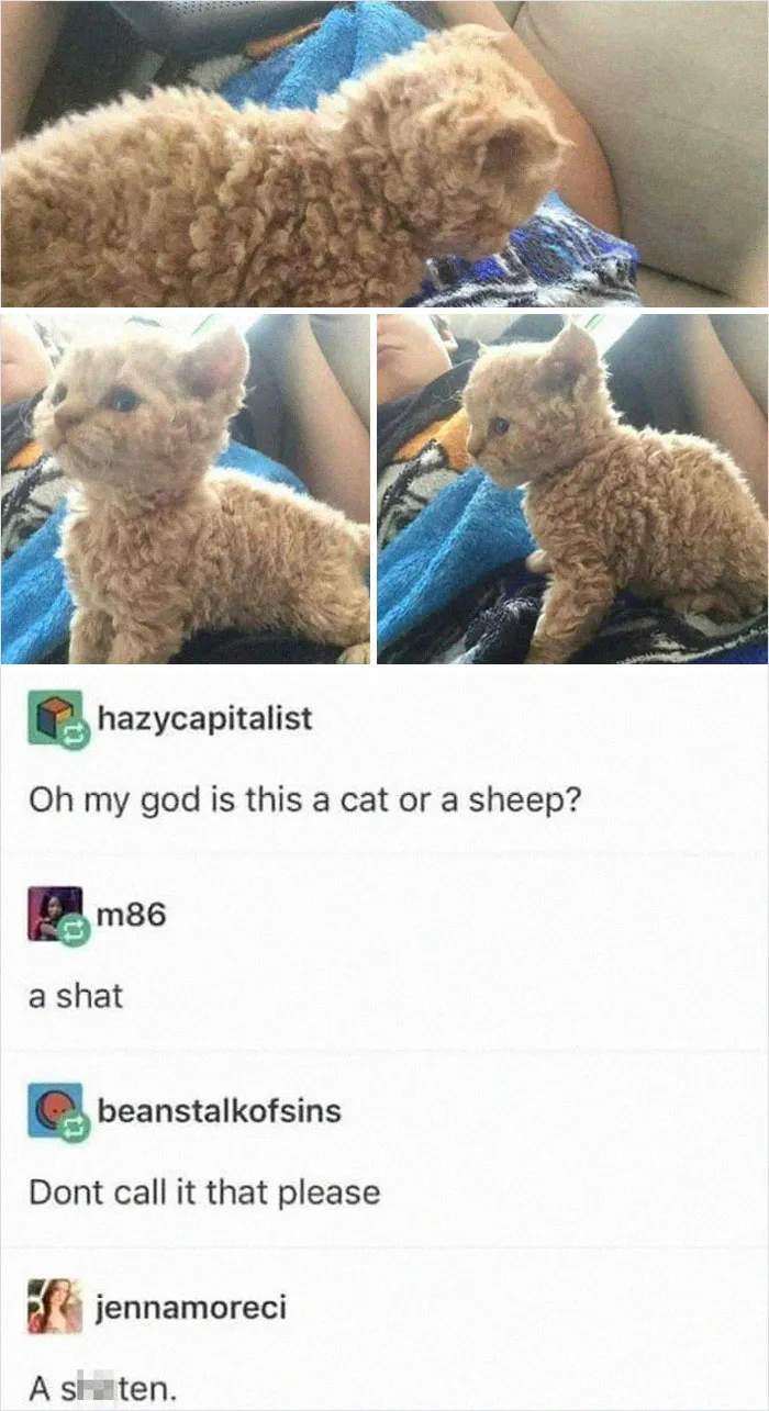 Cursed_shat