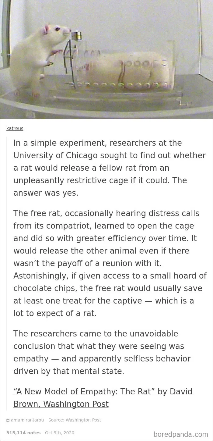A University Of Chicago Study Found That Rats Are Just As Capable Of Empathy As Humans