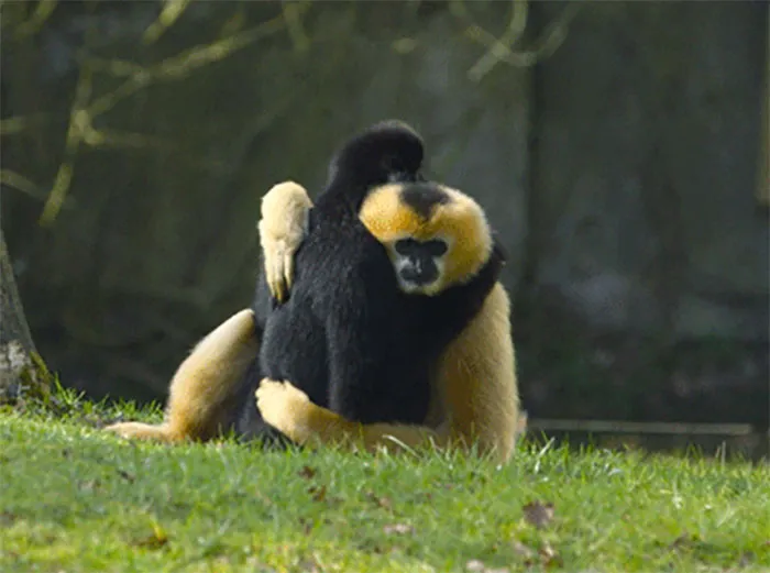 Los gibones son los únicos primates no humanos que practican la monogamia, y ambos padres crían a sus hijos