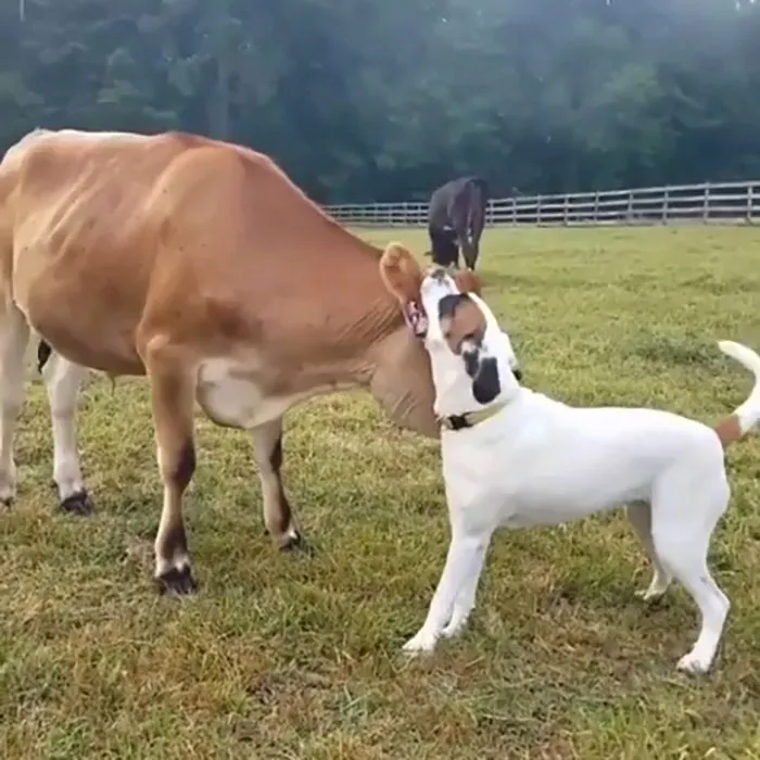 Cows Have Similar Emotional Range As Dogs. They Display Boldness, Shyness, Fearfulness And Even Playfulness