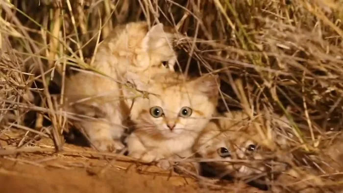 El gato de las arenas está especializado en sobrevivir en el desierto. Son excelentes excavadores y crean madrigueras superficiales para huir del calor