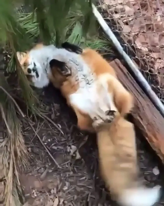 The Red Fox's Adaptability And Resourcefulness Have Earned It A Legendary Reputation For Intelligence And Cunning. Also, A Fox's Tail Is Called A "Brush"