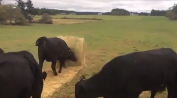 Cows Have "Eureka" Moments, And Take Pleasure In Their Own Learning Achievements