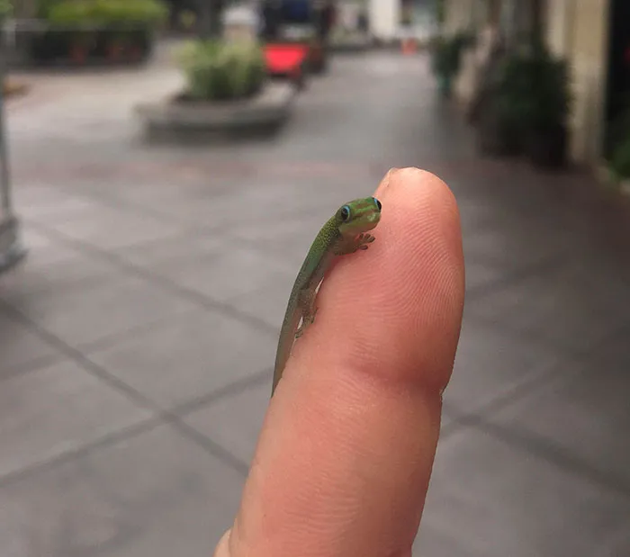 ¿Qué tal si les presento a un amiguito sin pelo? Este chico me acompañó un rato durante mi paseo en Hawaii 