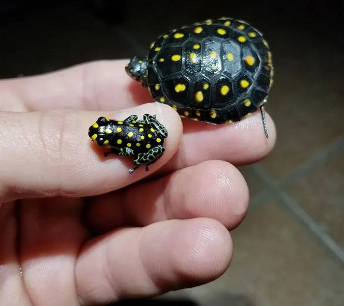 Encontré una tortuga y una rana moteadas de las especies Clemmys guttata y Ranitomeya vanzolini respectivamente
