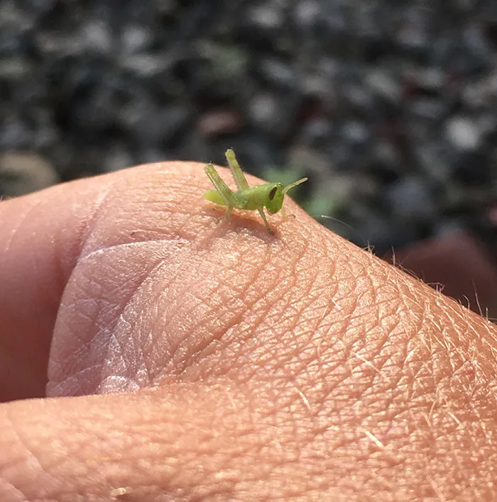 Este bebé saltamontes me hace compañía
