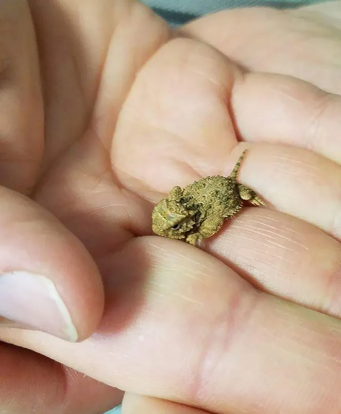 Un lagarto cornudo bebé