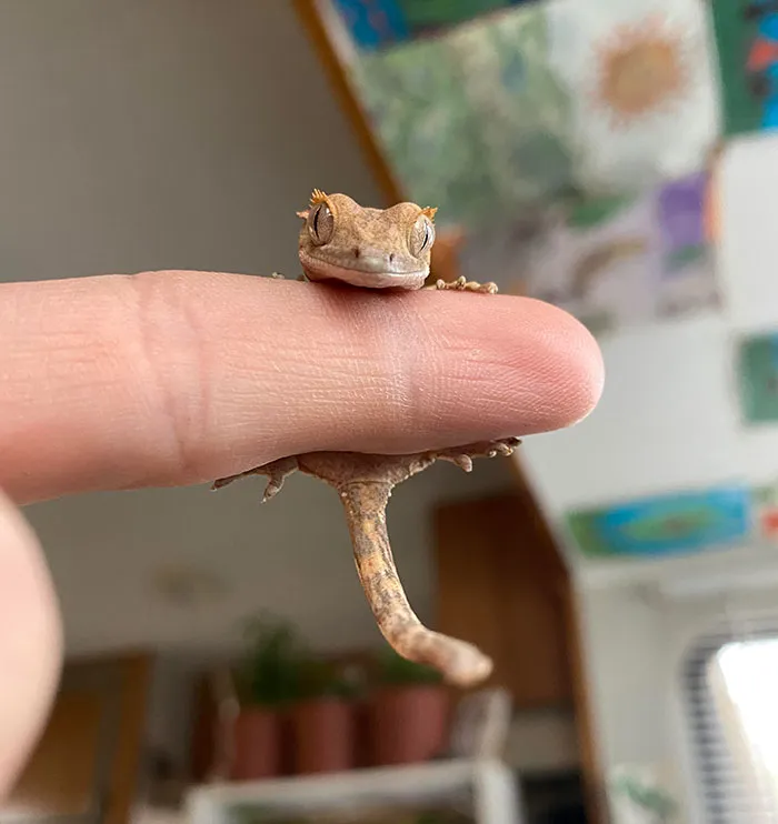 ¡Díganle hola a este pequeño!