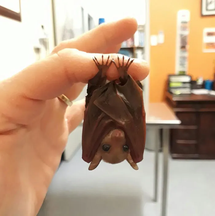 This Is Actually A Flying Fox Species. A Northern Blossom Bat. Pixie Is A Subadult And 8g