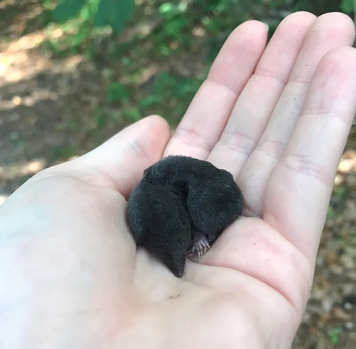 Esta es la pequeña musaraña bebé que me encontré hoy 